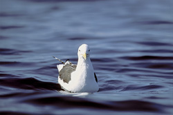 Explore the predatory Kelp gull in its natural habitat
