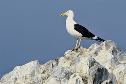 Impressive Kelp gull gazes at the calm sea near Dyer Island, South Africa