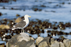 Photograph of a graceful Kelp gull on a rocky coast