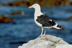 Fascinating Kelp gull on Dyer Island, South Africa