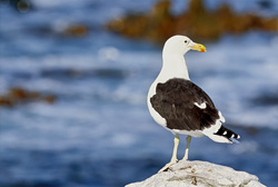 Fascinating Kelp Gull perched on a rock near Dyer Island, South Africa