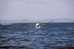 Graceful Kelp Gull glides over the sea in Western Cape, South Africa