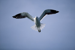 Fascinating shot of a Kelp Gull gliding gracefully over the ocean