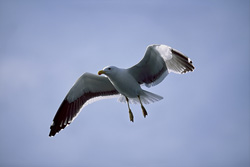 Captivating shots of the majestic Kelp gull in the air