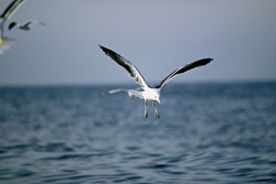 Fascinating Kelp gull observes fish remnants on the coast of South Africa