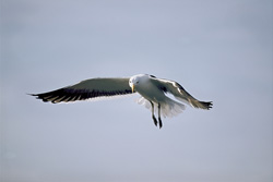 Flying Kelp Gull discovers fish remains
