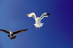 Fascinating shot of Kelp Gulls elegantly landing in South Africa