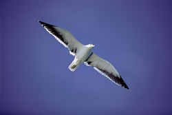 Fascinating Kelp gull flying over the coast of Dyer Island