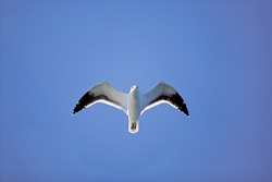 Fascinating Encounter with the Flying Kelp Gull on Dyer Island, South Africa