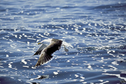 Fascinating Kelp gull over stormy sea