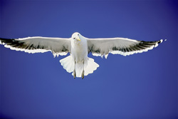 Fascinating Kelp Gulls: Masters of the Skies and Coastal Predators