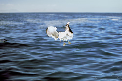 Captivating shot of a Kelp Gull in action over the sea