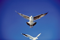 Photograph of Fascinating Kelp Gulls Landing on Dyer Island, South Africa