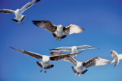 Aggressive Kelp gulls hunting prey over the ocean