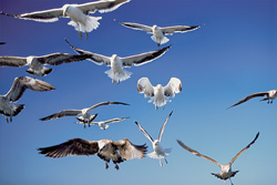 Coastal Predators: Flying Kelp gulls in Action