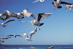 Experience the Fascinating Attraction of Fish Remains to Kelp Gulls