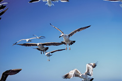 Discover Fascinating Kelp Gulls at Dyer Island in South Africa