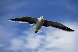 Dominican Gull
