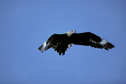 A Majestic Flying Subantarctic Skua (Catharacta antarctica) Observing the Ocean Surface