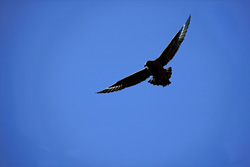 Flying Subantarctic Skua (Catharacta antarctica)