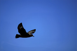 A majestic Subantarctic Skua soaring over the waves of the sea