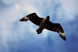 An impressive Subantarctic Skua above the stormy sea surface