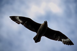 Parasitic Jaeger