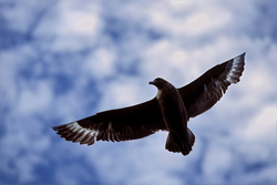A majestic Parasitic Skua (Catharacta antarctica) over the ocean