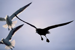 Subantarctic Skua and Gulls in Action along the Cape Coast
