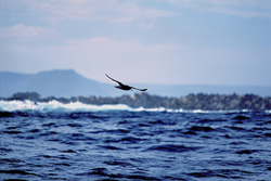 A Subantarctic Skua (Catharacta antarctica) in elegant flight pose over the waves