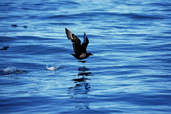 Fascinating Subantarctic Skua elegantly takes off from the water