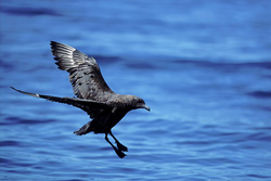 An impressive Parasitic Skua lands on the water in the Subantarctic