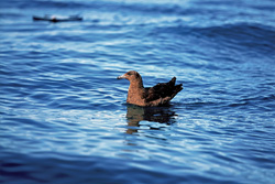 A majestic Subantarctic Skua near Dyer Island, South Africa