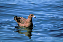 Experience the Grace of a Subantarctic Skua on the Open Sea