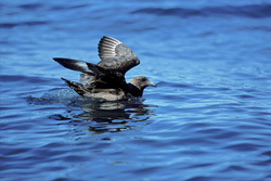 A Subantarctic Skua has discovered a shark and quickly takes flight