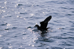 Fascinating shot of a Subantarctic Skua fleeing in the Subantarctic region