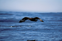 Subantarctic Skua close to the sea in South Africa