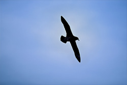 The White chinned Petrel - A Majestic Seabird in South Africa