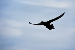 White chinned Petrel in front of Dyer Island in South Africa