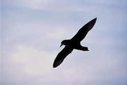 Fascinating White Chinned Petrel spotted near Dyer Island