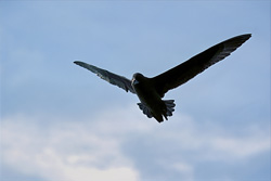 A fascinating White chinned Petrel in acute danger