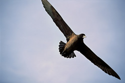 Weißkinn-Sturmvogel