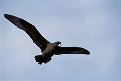 Learn More about the White Chinned Petrel and Its Way of Life