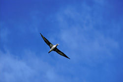 Cape Gannet