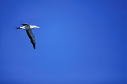 Majestic Cape Gannet spots shoal of fish near Dyer Island