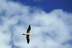 Majestic flying Cape Gannet (Morus capensis) over stormy sea