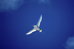 Experience the beauty of the Red-tailed tropicbird in free flight on Midway