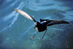 Color-footed Storm Petrel