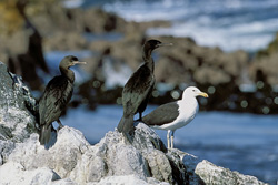 Captivating shot of Bank Cormorants and Kelb gull on Dyer Island