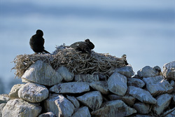 Fascinating Bank Cormorants on Dyer Island, South Africa